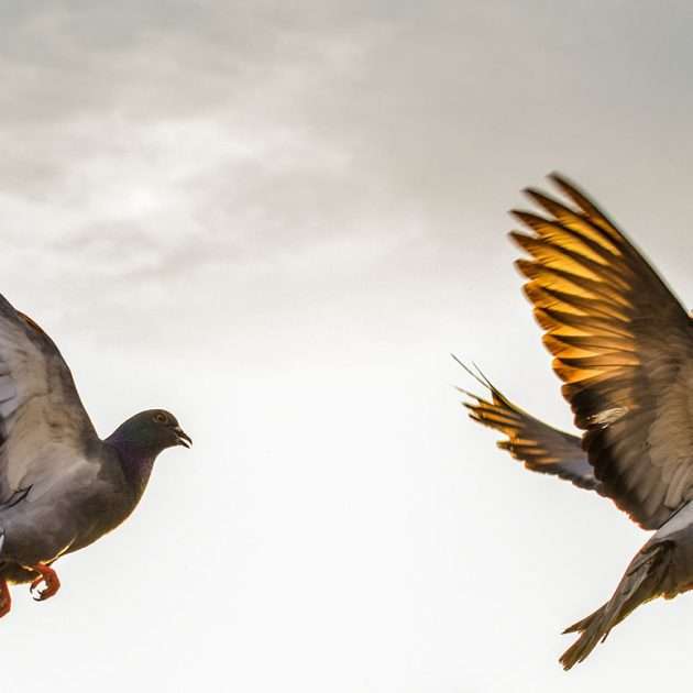 Birds2